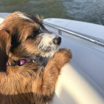 Sadie -  Mixed Breed Dog for Adoption in West Olive, Michigan - Sadie | PetCurious