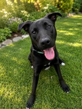 Raven -  Terrier Dog for Adoption in San Antonio, Texas - Raven | PetCurious