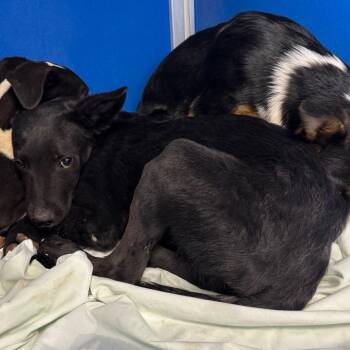 Stormy -  Mixed Breed Dog for Adoption in Las Cruces, New Mexico - Stormy | PetCurious