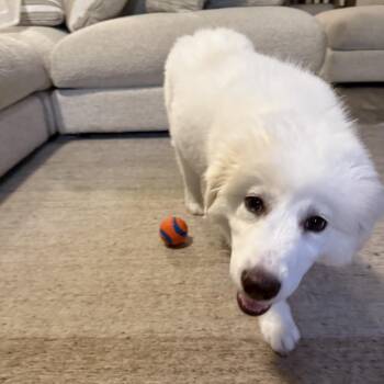 Blue -  Great Pyrenees Dog for Adoption in Montgomery, Texas - Blue | PetCurious