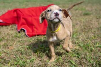 Shepherd and Mixed Breed Dogs Available for Adoption in West Chester, Pennsylvania - Francesca | PetCurious