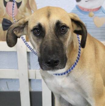 Rescue Black Mouth Cur and Shepherd Dogs for Adoption in Washington, District Of Columbia - Flower | PetCurious