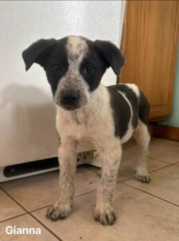 Australian Cattle Dog Blue Heeler Dogs Available for Adoption - Gianna | PetCurious