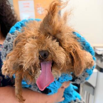 Chalupa -  Mixed Breed Dog for Adoption in Philadelphia, Pennsylvania - Chalupa | PetCurious