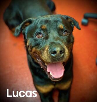 Rottweiler Dogs Available for Adoption in Coldwater, Michigan - Lucas | PetCurious
