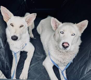 Archie -  White German Shepherd and Husky Dog for Adoption in Beverly Hills, California - Archie | PetCurious