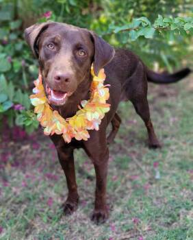Mocha -  Chocolate Labrador Retriever Dog for Adoption in Vernon, Texas - Mocha | PetCurious