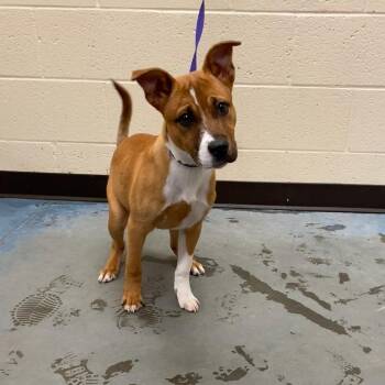 Mixed Breed Dogs Available for Adoption in Memphis, Tennessee - Missy | PetCurious