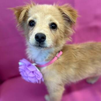 Sunshine -  Chihuahua and Mixed Breed Dog for Adoption in Tacoma, Washington - Sunshine | PetCurious