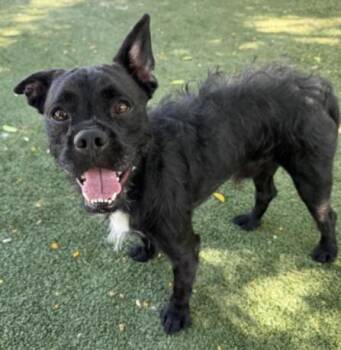 Rescue Terrier and Schnauzer Dogs for Adoption in Los Angeles, California - Benji | PetCurious