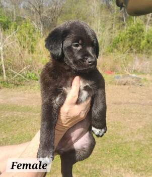Labrador Retriever Dogs Available for Adoption in West Palm Beach, Florida - Eva | PetCurious