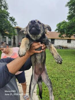 GEPETO -  American Staffordshire Terrier Dog for Adoption in San Antonio, Texas - GEPETO | PetCurious
