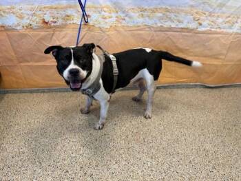 RENSHI -  American Bulldog Dog for Adoption in Doral, Florida - RENSHI | PetCurious