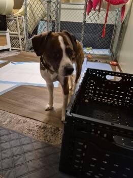 Nubby -  Beagle and French Bulldog Dog for Adoption in Newport, Kentucky - Nubby | PetCurious