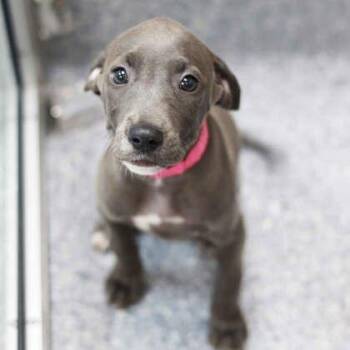 Armani -  Pit Bull Terrier and Mixed Breed Dog for Adoption in Atlanta, Georgia - Armani | PetCurious