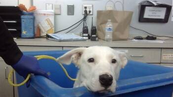 Rescue Mixed Breed Dogs for Adoption in Dallas, Texas - JANE | PetCurious