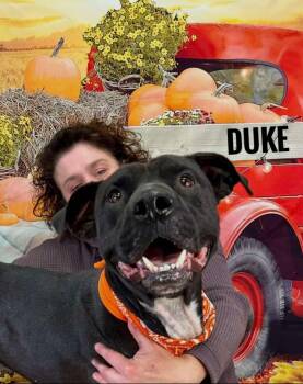 Rescue Mixed Breed Dogs for Adoption in Flint, Michigan - Duke | PetCurious