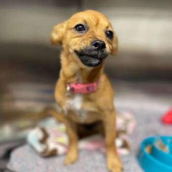 Chihuahua and Dachshund Dogs Available for Adoption in Lake Panasoffkee, Florida - Cheyenne | PetCurious