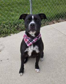 Pit Bull Terrier Dogs Available for Adoption - Lyla | PetCurious