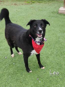 Border Collie and Labrador Retriever Dogs Available for Adoption - Leo | PetCurious