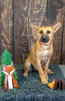 768-26 -  Shepherd Dog for Adoption in Brighton, Colorado - 768-26 | PetCurious