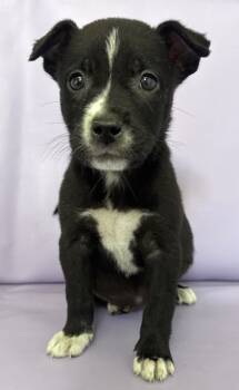 Rescue Boston Terrier and Mixed Breed Dogs for Adoption in Morton Grove, Illinois - Fizz | PetCurious