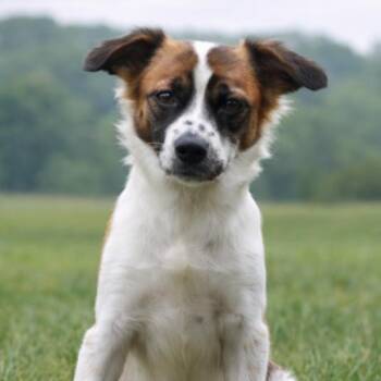CT Emberly -  Australian Shepherd and Mixed Breed Dog for Adoption in Eastford, Connecticut - CT Emberly | PetCurious