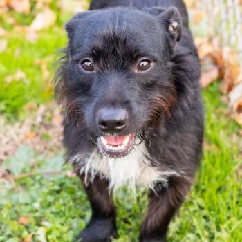 Rescue Schnauzer and Mixed Breed Dogs for Adoption in Wilmington, Delaware - Rodney | PetCurious