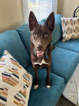 Rescue Australian Kelpie and Siberian Husky Dogs for Adoption in Topeka, Kansas - Tin Man | PetCurious