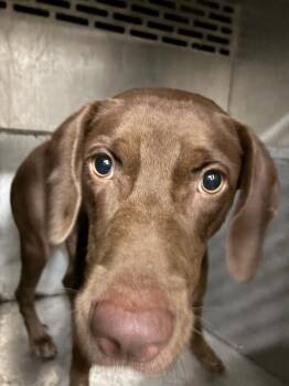 Fena -  Labrador Retriever Dog for Adoption in Mobile, Alabama - Fena | PetCurious
