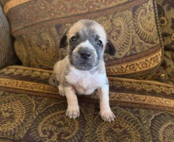 Mira -  Great Pyrenees Dog for Adoption in Bowie, Texas - Mira | PetCurious
