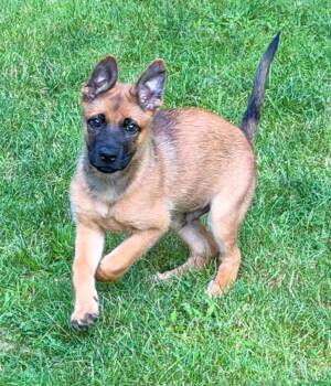 Pepper (8400) -  Shepherd and Mixed Breed Dog for Adoption in Lindenhurst, New York - Pepper (8400) | PetCurious