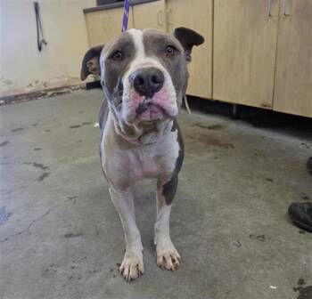 HARLEY -  Pit Bull Terrier Dog for Adoption in Camarillo, California - HARLEY | PetCurious