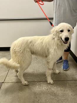 Great Pyrenees Dogs Available for Adoption in Schertz, Texas - Kree PB | PetCurious