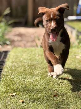 Boy -  Chocolate Labrador Retriever and American Staffordshire Terrier Dog for Adoption in Town 