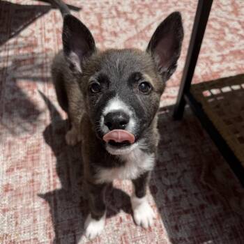 Thor -  Shepherd and Husky Dog for Adoption in Fort Lauderdale, Florida - Thor | PetCurious