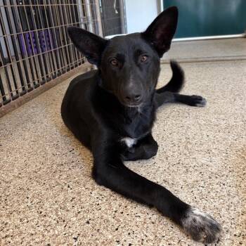 Livy -  Shepherd and Mixed Breed Dog for Adoption in Brownsboro, Alabama - Livy | PetCurious