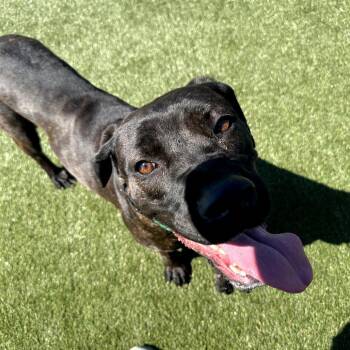 Cynthia -  Mixed Breed Dog for Adoption in Medford Lakes, New Jersey - Cynthia | PetCurious