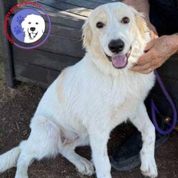 Amelia -  Great Pyrenees Dog for Adoption in Spring, Texas - Amelia | PetCurious