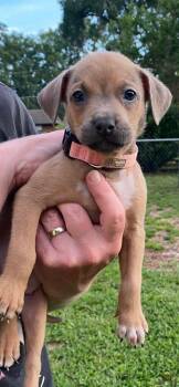 Sophia -  Mixed Breed Dog for Adoption in Ocala, Florida - Sophia | PetCurious