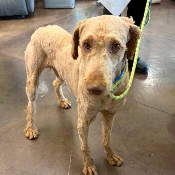 Poodle and Mixed Breed Dogs Available for Adoption in Nashville, Tennessee - Cosmo | PetCurious