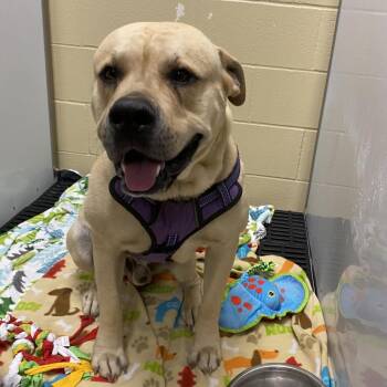 Butterball -  Mixed Breed Dog for Adoption in Cheyenne, Wyoming - Butterball | PetCurious