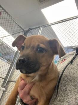 Mixed Breed Dogs Available for Adoption - Baby | PetCurious