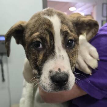 Mine Train -  English Bulldog and Husky Dog for Adoption in Columbia, Missouri - Mine Train | PetCurious