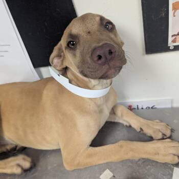 Looey -  Terrier Dog for Adoption in Birmingham, Alabama - Looey | PetCurious