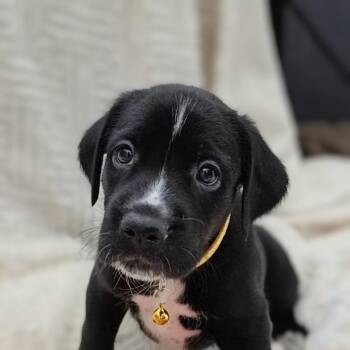Kaia -  Labrador Retriever Dog for Adoption in Cleveland, Texas - Kaia | PetCurious