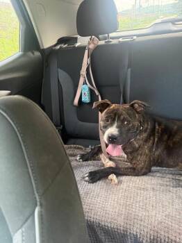Michelle -  Mixed Breed Dog for Adoption in Cincinnati, Ohio - Michelle | PetCurious