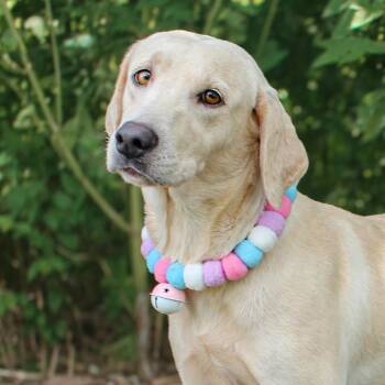 Lemon -  Mixed Breed Dog for Adoption in Springboro, Ohio - Lemon | PetCurious