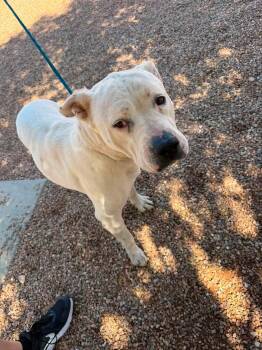 Nugget -  Pit Bull Terrier Dog for Adoption in Sierra Vista, Arizona - Nugget | PetCurious