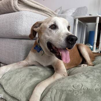 Billy Ray Cyrus -  Mixed Breed Dog for Adoption in Gainesville, Florida - Billy Ray Cyrus | PetCurious